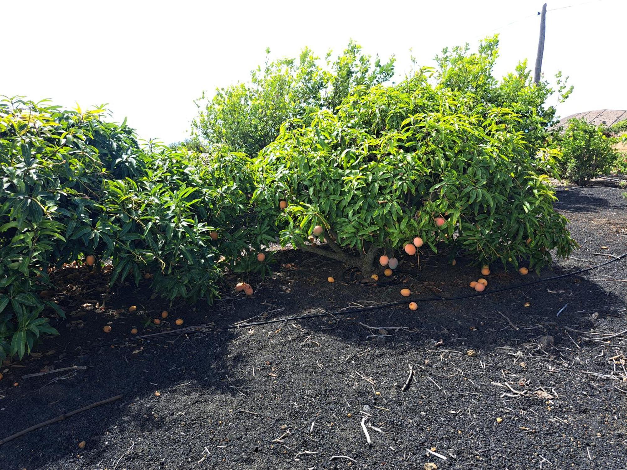 Las casitas de Pao El Pinar de El Hierro Habitación foto