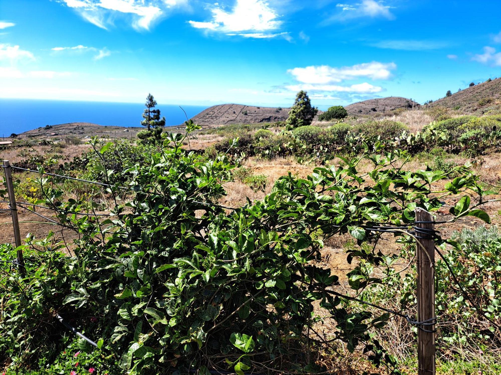 Las casitas de Pao El Pinar de El Hierro Habitación foto